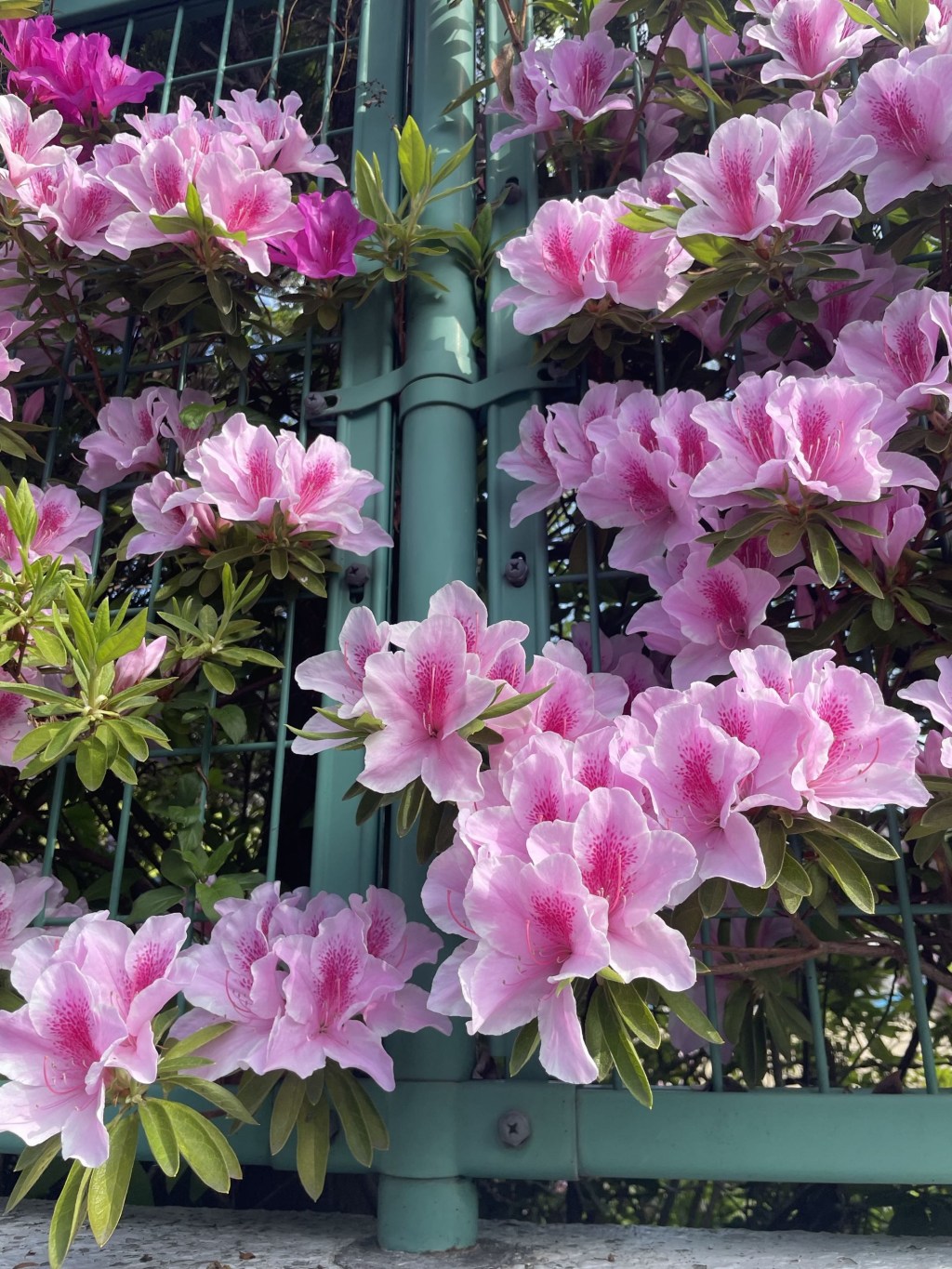 ✿ Hello, Spring!